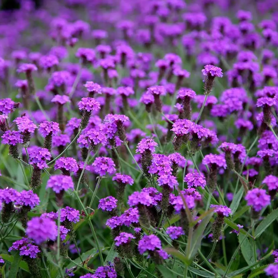 Drought-tolerant Choices