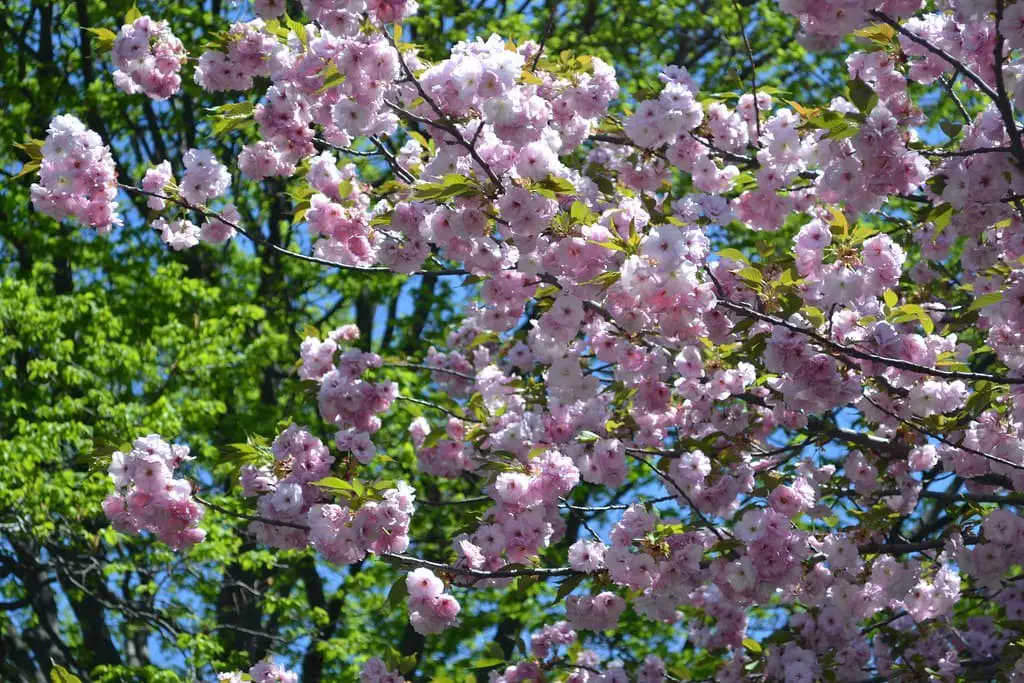 Takasago Flowering Cherry.