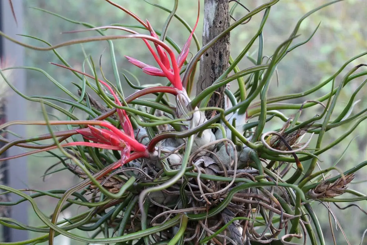 Bulbous air plant (Tillandsia bulbosa)