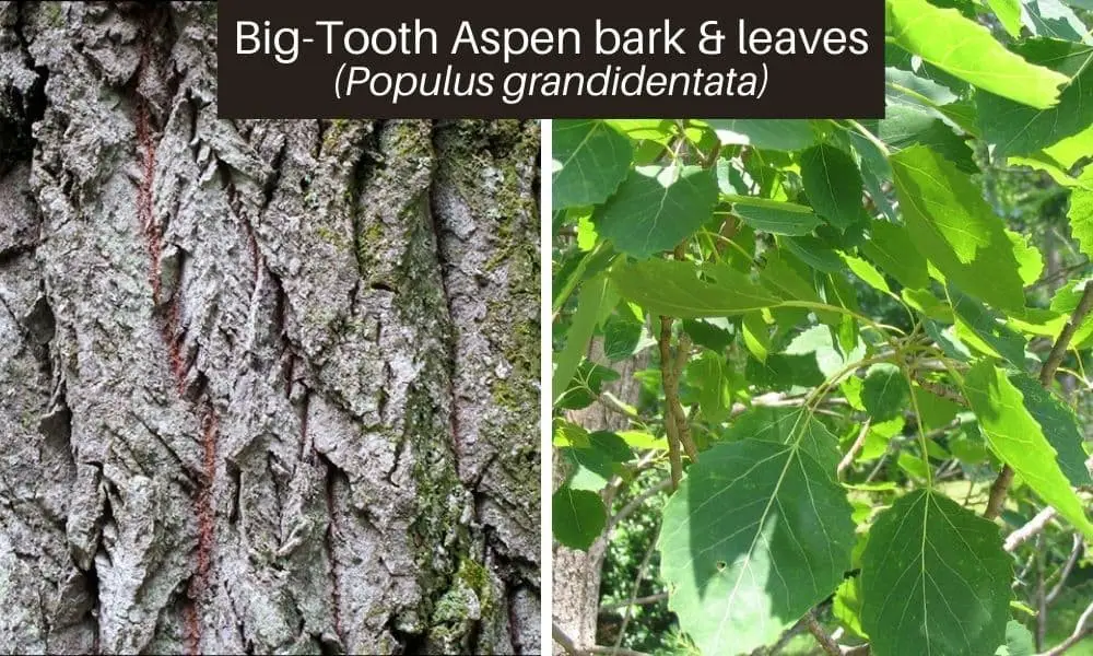 Big-Tooth Aspen (Populus grandidentata)