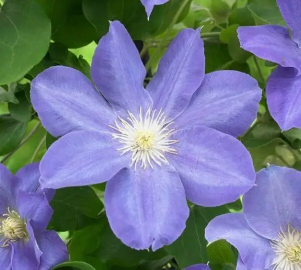 Early Summer Flowering Clematis