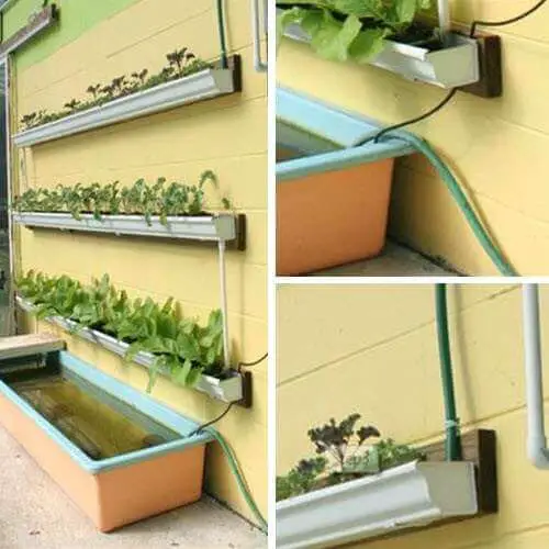 Aquaponic Gutter Garden