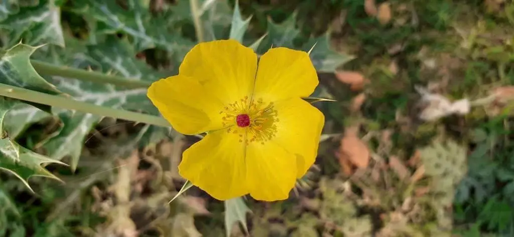 Prickly Poppy (Papaver argemone).