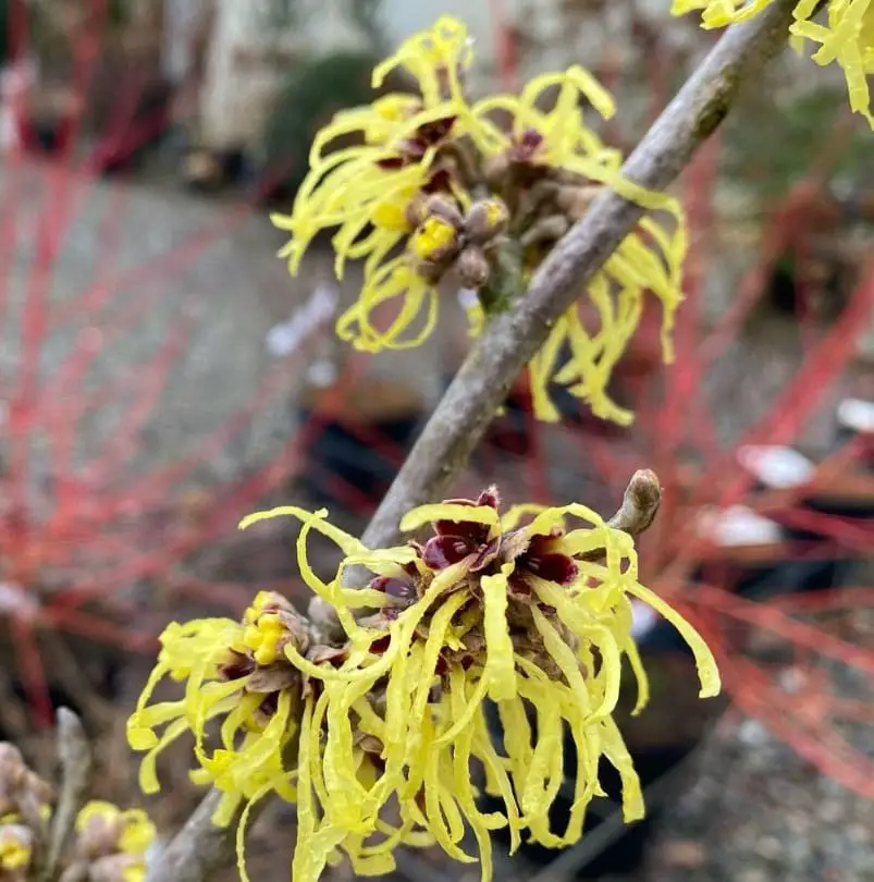 Witch Hazel (Hamamelis virginiana): Unique Winter Blooms