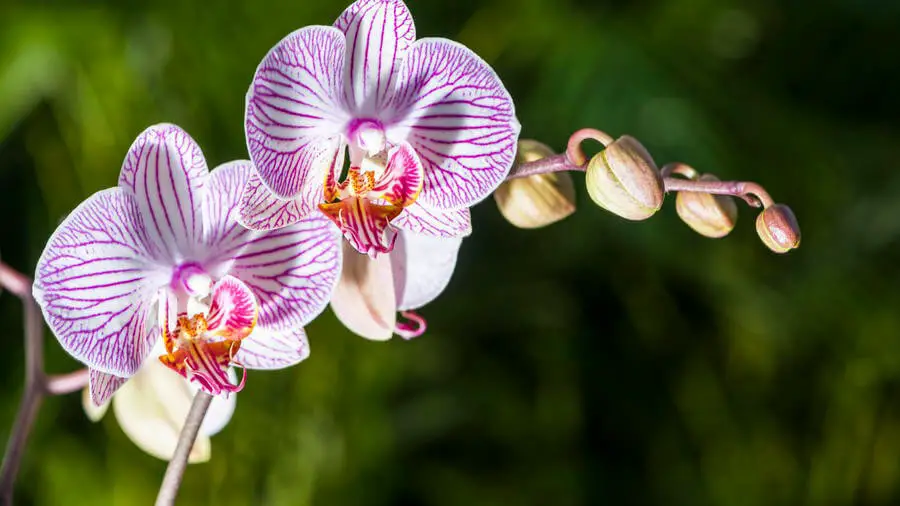 #10. Orchids