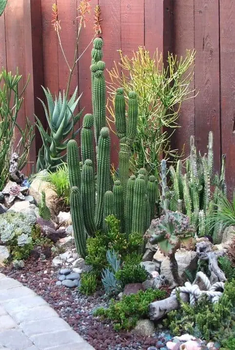 Oasis of Succulents and Cacti