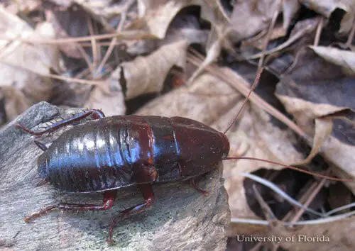 Florida Woods Cockroaches