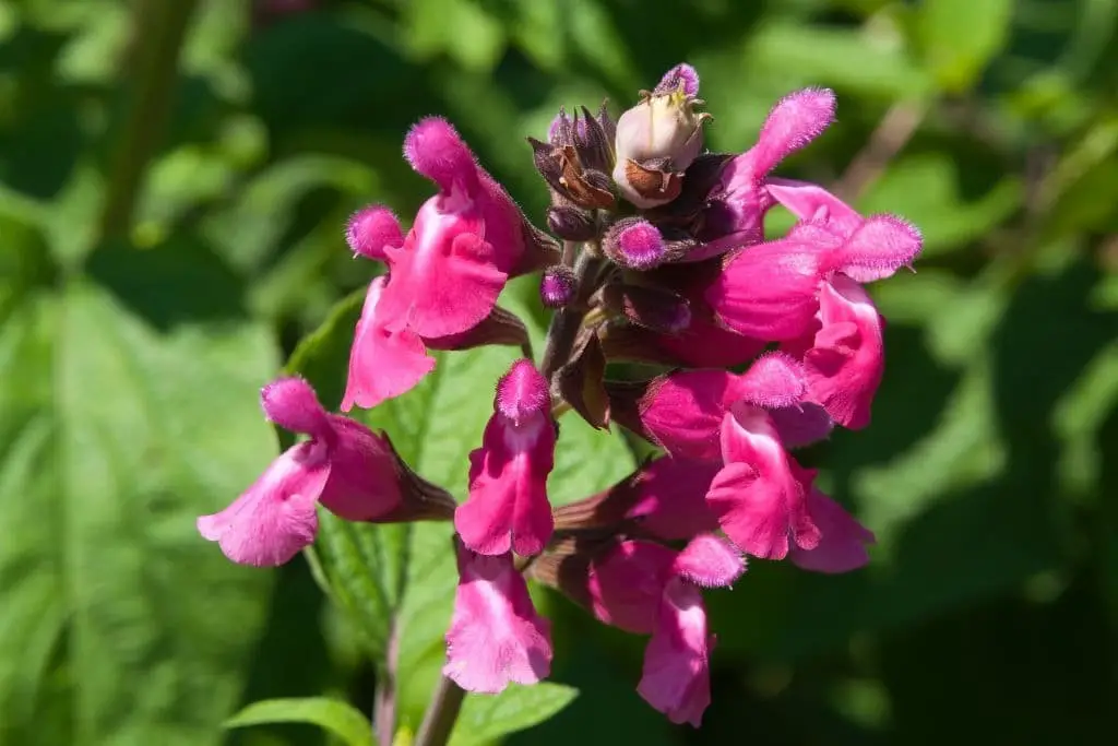 Blackcurrant Sage (Salvia microphylla)