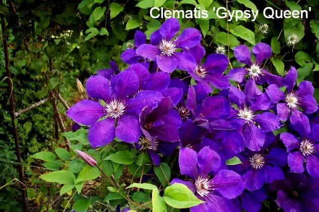 Late Summer Flowering Clematis