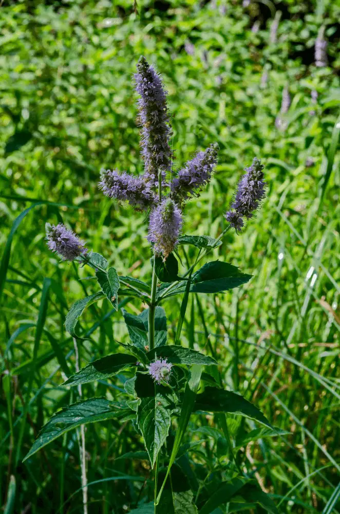 Pennyroyal (squaw mint)