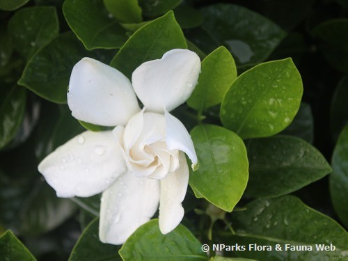 Gardenia jasminoides ‘Aimee’ (Aimee Gardenia)