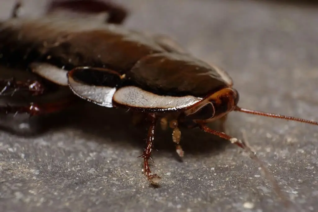 Australian Cockroaches