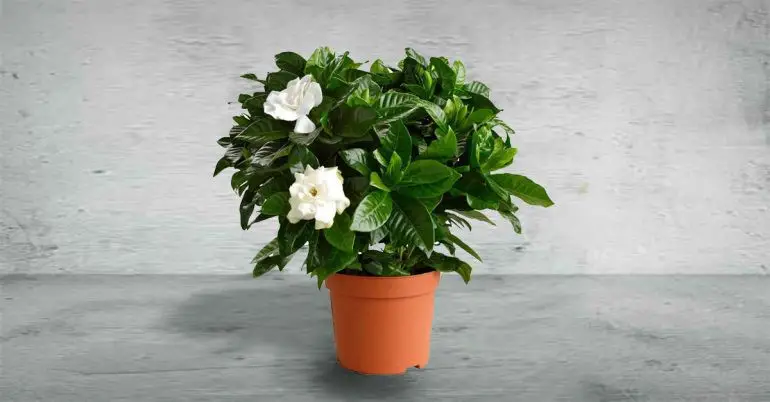 Gardenia