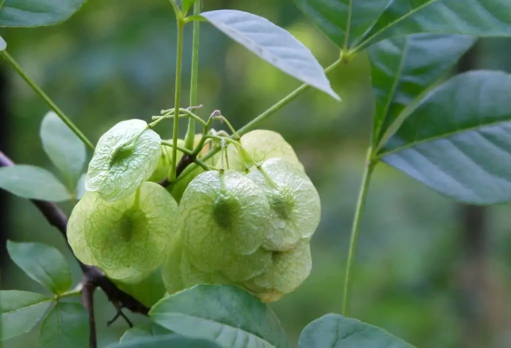 Common hoptree (Ptelea trifoliata).