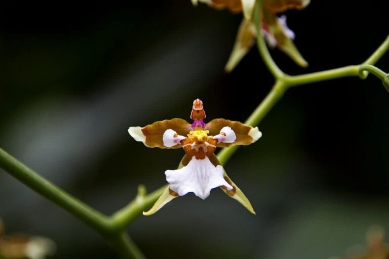 14 Beautiful Flowers That Look Like Birds (With Pictures)