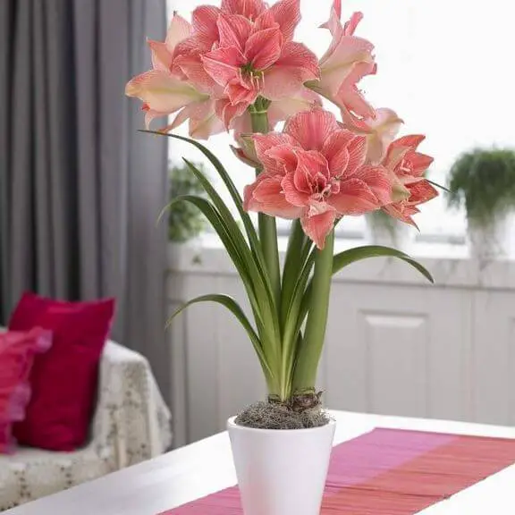 Types and Varieties of Amaryllis