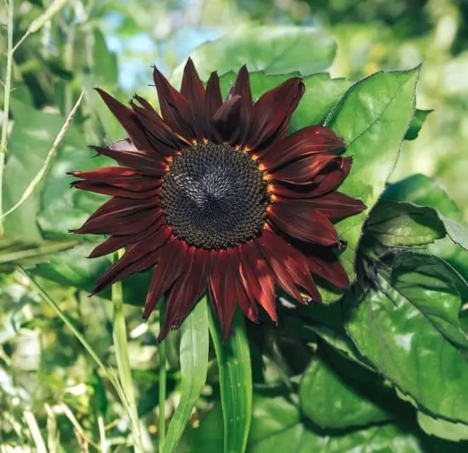 Red Sun sunflower