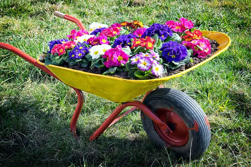 Colorful and bright wheelbarrow planter