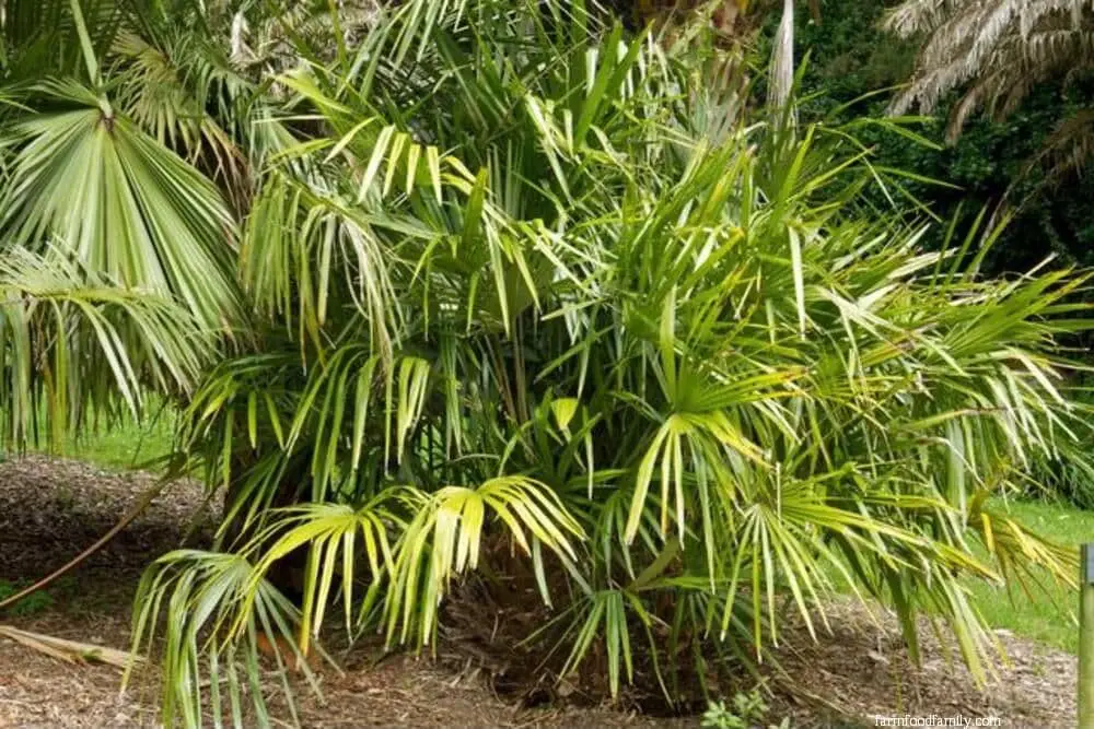 Needle Palm (Rhapidophyllum hystrix)