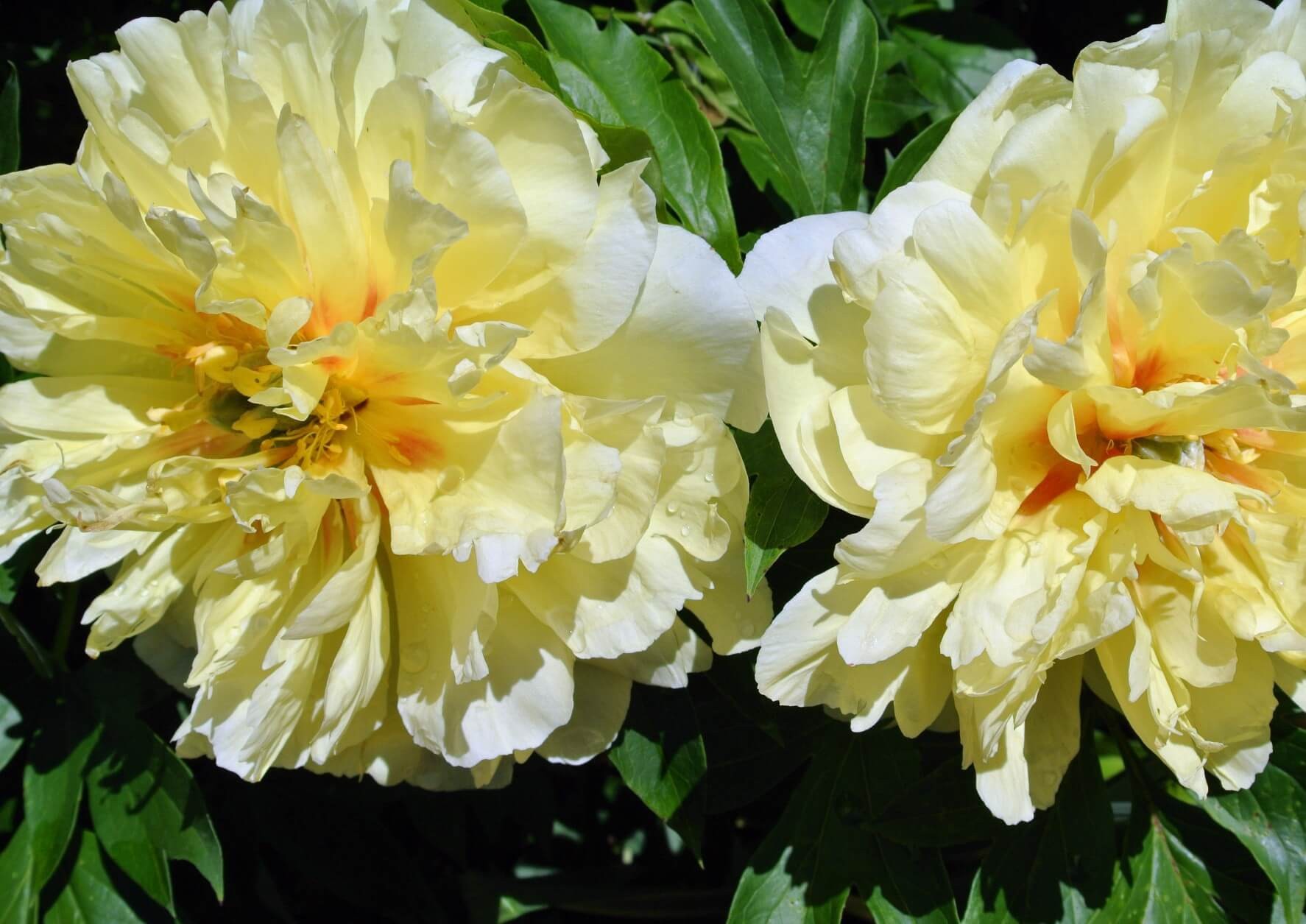 Peony ‘Bartzella’