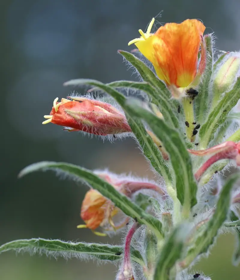 Evening Primrose (Oenothera versicolor)