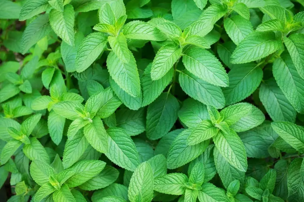 Spearmint (Mentha spicata)