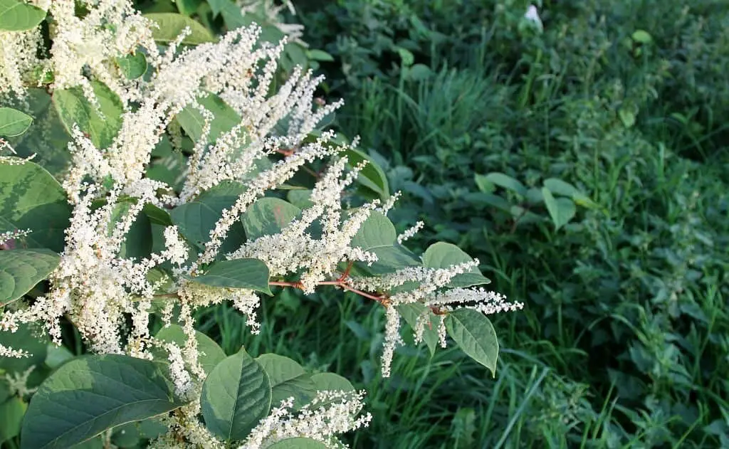 Japanese Knotweed (Reynoutria japonica).