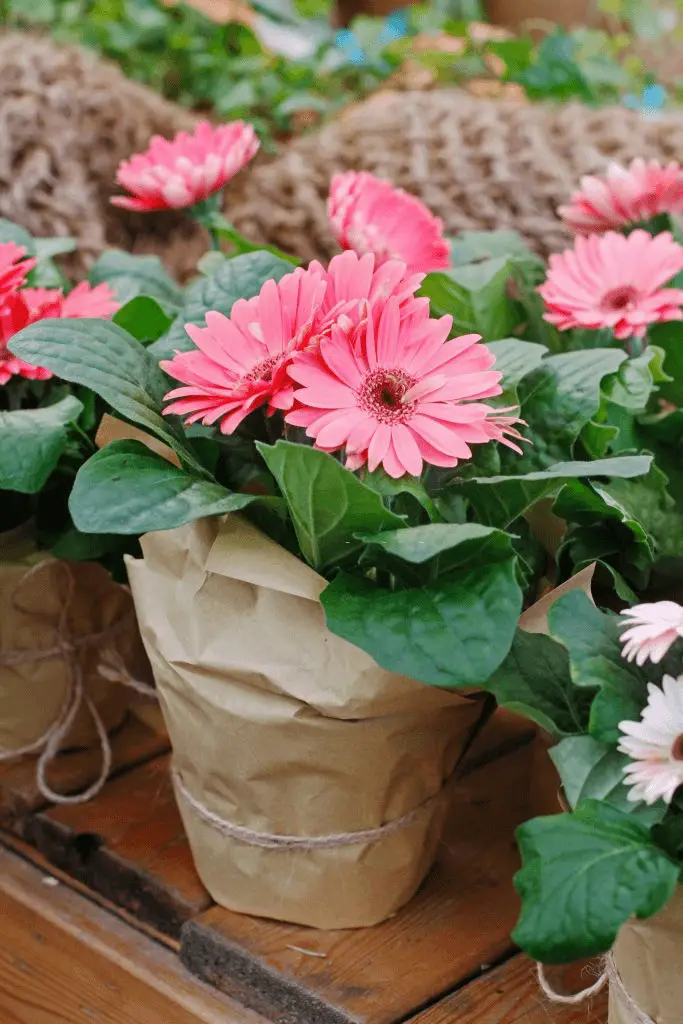 Gerbera daisy