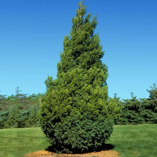 Baby Giant Arborvitae (Thuja plicata x standishii PPAF 61830744 ‘Virginian™’)