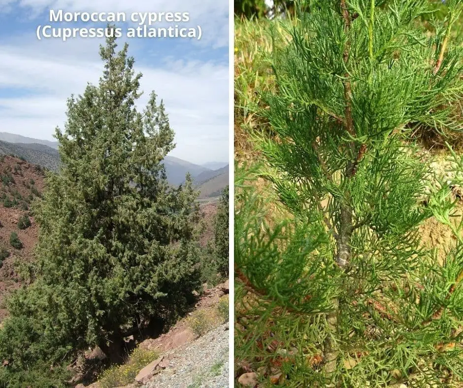 Moroccan cypress (Cupressus atlantica)