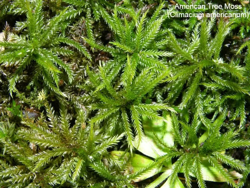 American Tree Moss (Climacium americanum)