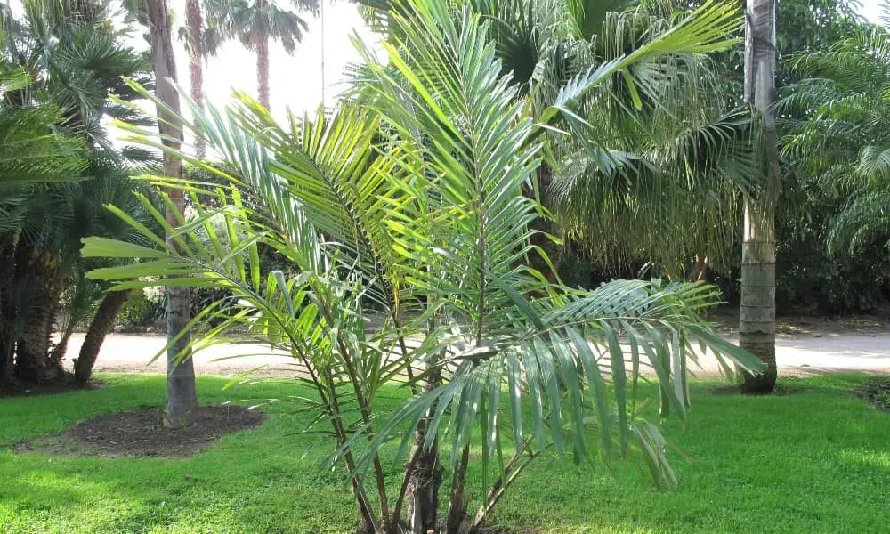 Dwarf Sugar Palm (Arenga engleri).