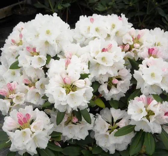 Nestucca Azalea (Rhododendron ‘Nestucca’)