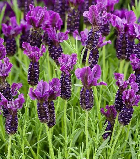 Regal Splendour (Lavandula Stoechas ‘Regal Splendour‘)