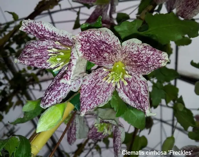 Winter Flowering Clematis