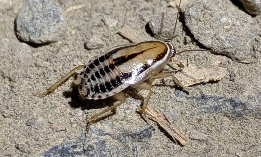 Three-lined cockroaches