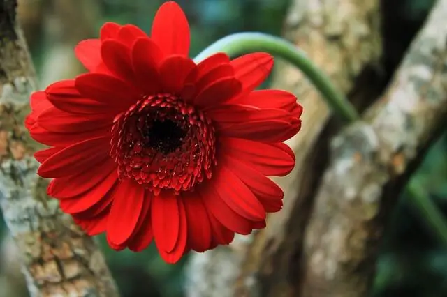 Gerbera Daisy