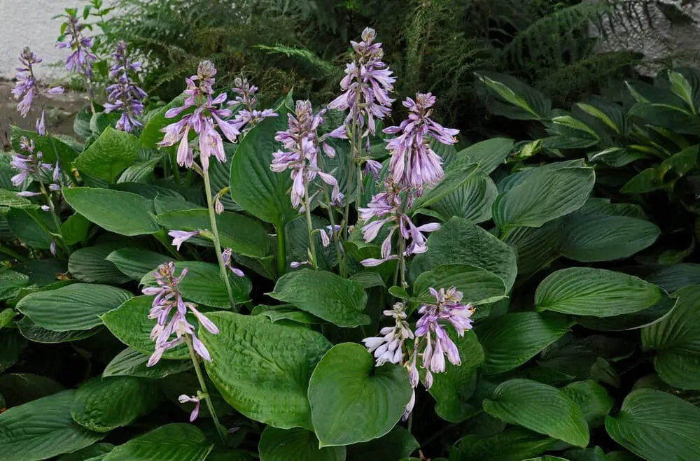 Hosta sieboldiana ‘Elegans’