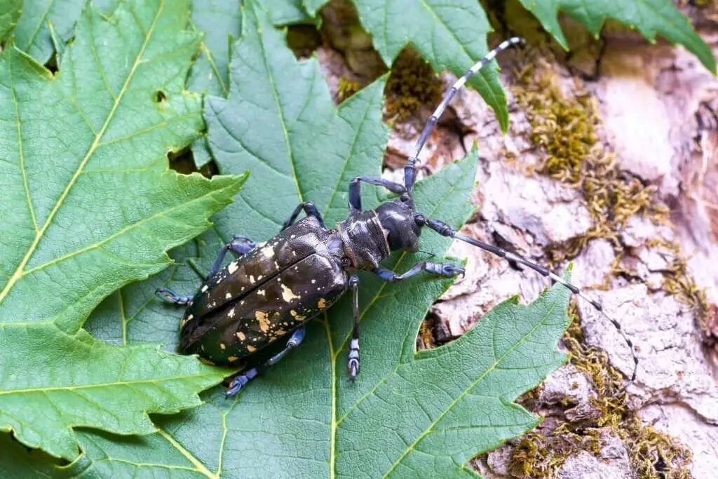 Asian Long-Horned Beetles