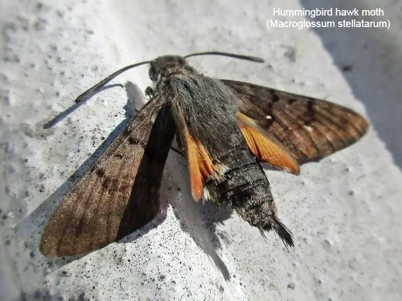 Hummingbird hawk moth (Macroglossum stellatarum)