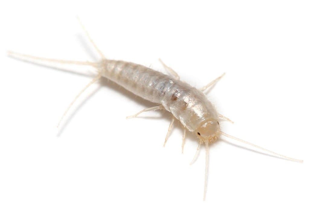 Silverfish