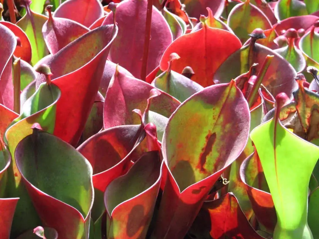 Sun Pitcher Plant (Heliamphora spp.).