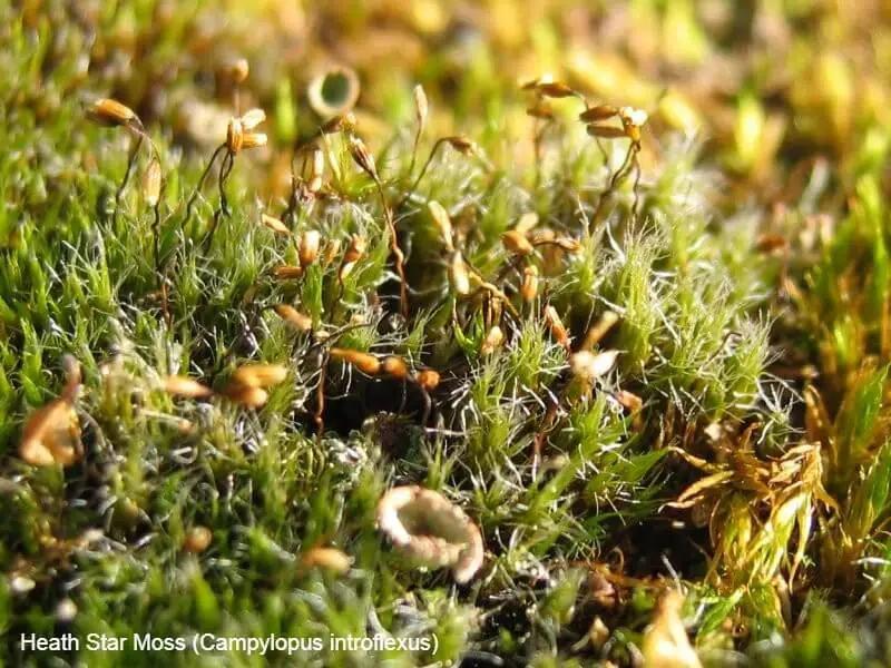 Heath Star Moss (Campylopus introflexus)