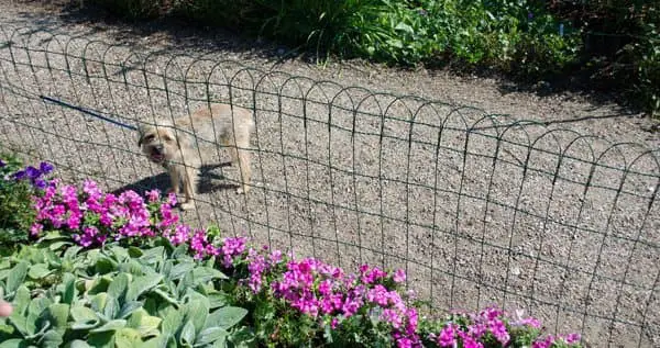 Flower bed fencing to keep dogs out