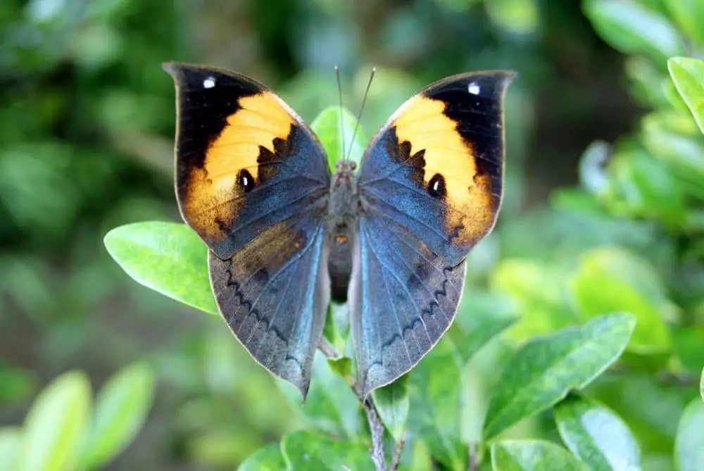 Indian Oakleaf Butterfly (Kallima inachus).