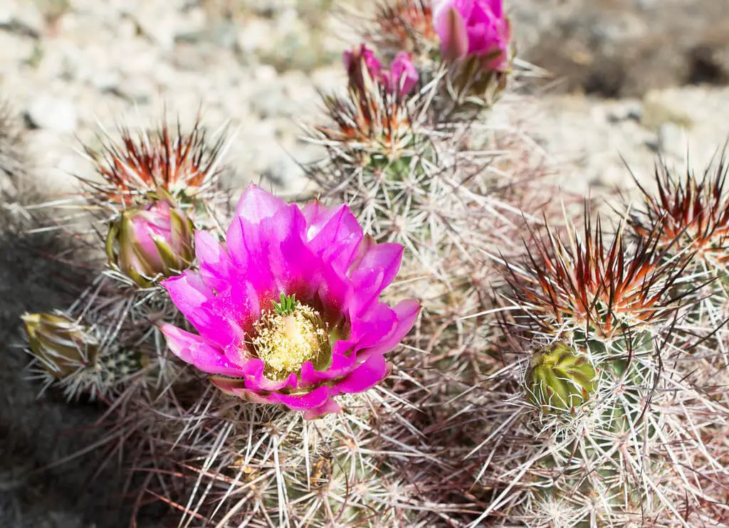 Hedgehog cactus (Echinocereus engelmannii)