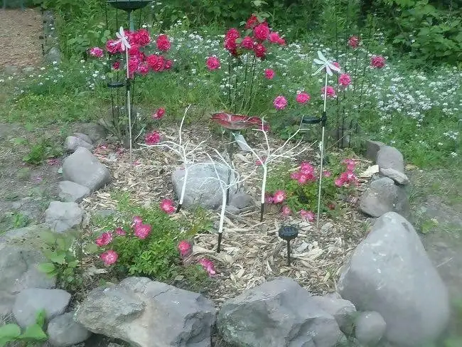 Small Rose garden