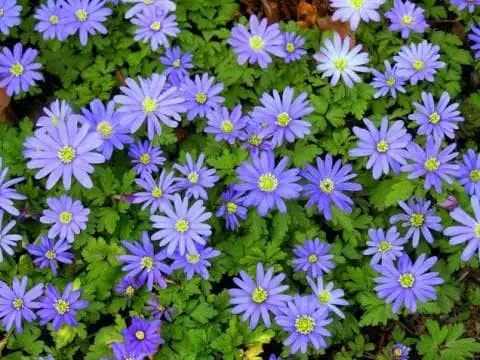 Anemone Blanda ‘Blue Star’ (Grecian Windflower)