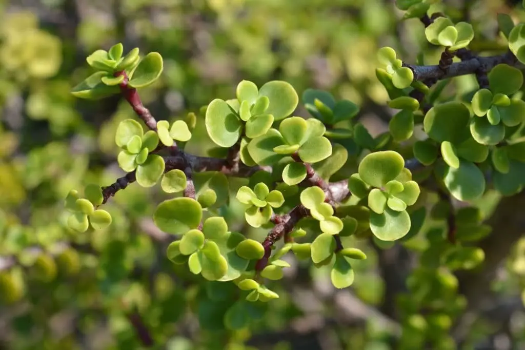 Portulacaria Afra