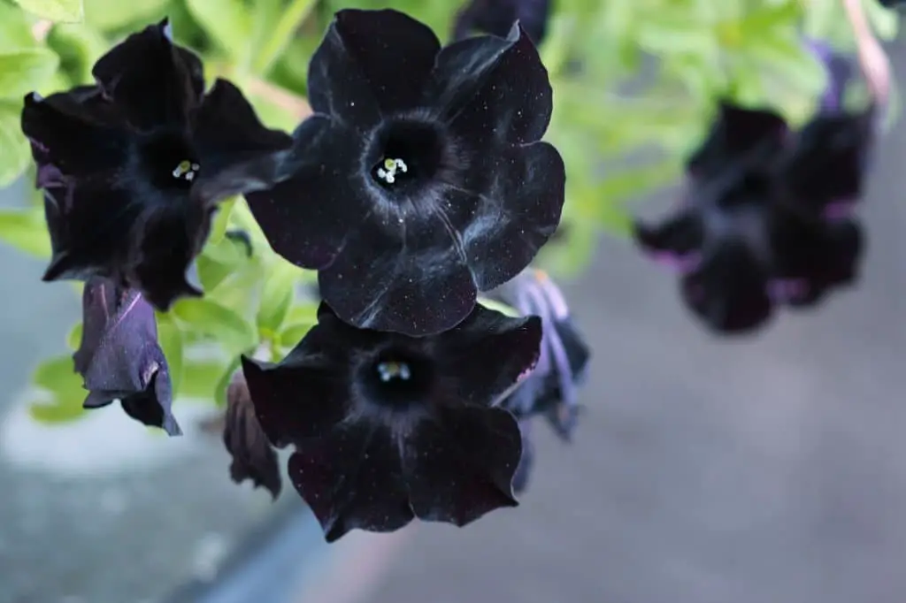 Petunia Black Velvet (‘Balpevac’PBR).